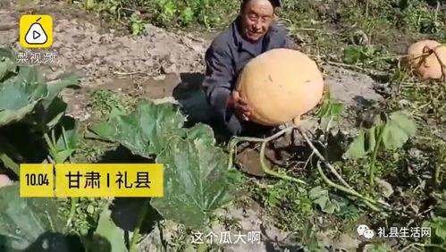 礼县网红吃瓜事件真相是真的吗,真相揭秘，还原事件始末  第1张