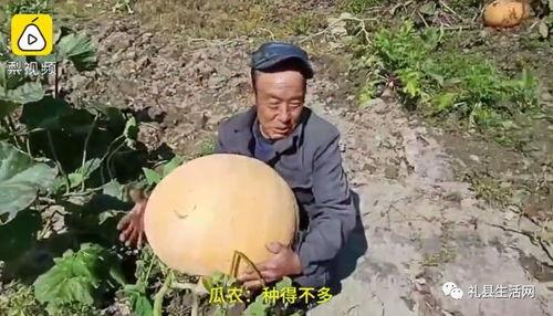 礼县网红吃瓜事件真相是真的吗,真相揭秘，还原事件始末  第2张