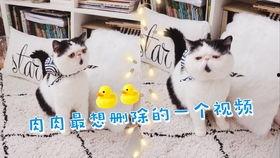 加菲最新爆料视频在线观看,精彩瞬间不容错过! 第3张 加菲最新爆料视频在线观看,精彩瞬间不容错过! 第3张