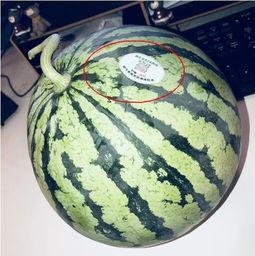 带你吃瓜网红介绍,带你领略“带你吃瓜”网红的独特魅力 第2张 带你吃瓜网红介绍,带你领略“带你吃瓜”网红的独特魅力 第2张