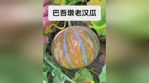 新疆网红事件吃瓜,揭秘网络舆论的风云变幻 第3张 新疆网红事件吃瓜,揭秘网络舆论的风云变幻 第3张