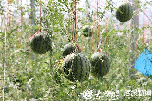 莒南网红吃瓜视频  第2张