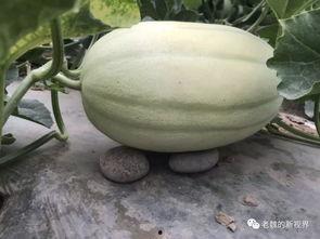 黄料吃瓜网免费,揭秘娱乐圈幕后故事，免费畅享娱乐资讯盛宴  第2张