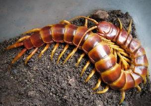 娱乐吃瓜酱的作品鼠体蜈蚣,娱乐吃瓜酱的惊悚奇幻之作  第2张