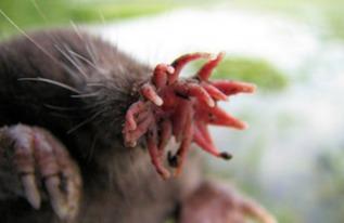 娱乐吃瓜酱的作品鼠体蜈蚣,娱乐吃瓜酱的惊悚奇幻之作  第3张