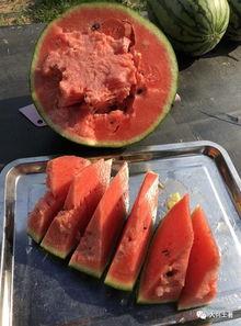 银川网红吃瓜,探寻城市美食新风尚  第2张