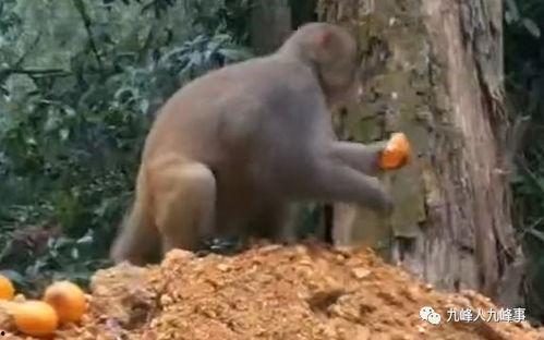 猴子的最新爆料视频大全,最新爆料视频大全揭秘幕后真相