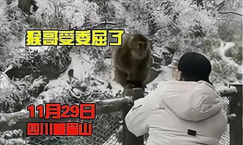 猴子的最新爆料视频大全,最新爆料视频大全揭秘幕后真相  第2张