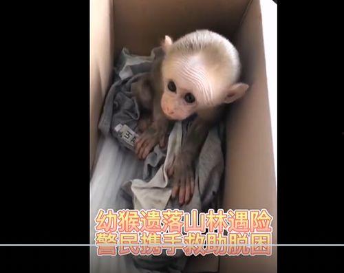 猴子的最新爆料视频大全,最新爆料视频大全揭秘幕后真相  第3张