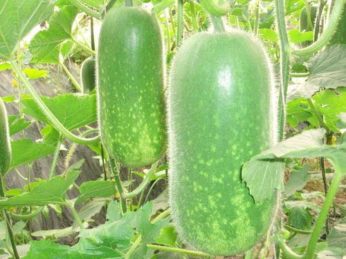 免费吃瓜链接罗阿薇,一场网络狂欢的背后  第2张