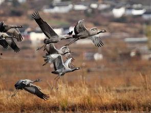 鸟类除虫喷雾爆料视频,高效除虫，守护家园新利器