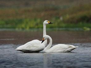 鸟类除虫喷雾爆料视频,高效除虫，守护家园新利器  第2张