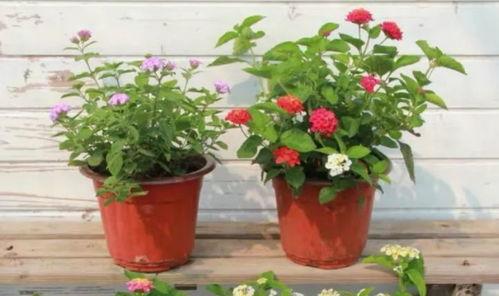 开平家长爆料视频最新,揭秘校园安全问题  第3张