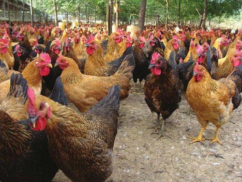 土鸡游戏爆料大全视频教程,视频教程精华汇总