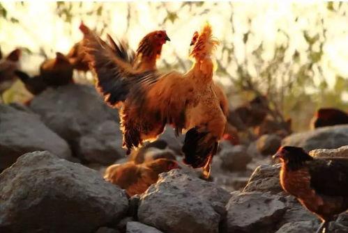 土鸡游戏爆料大全视频教程,视频教程精华汇总  第2张