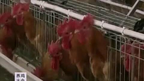 土鸡游戏爆料大全视频教程,视频教程精华汇总  第3张