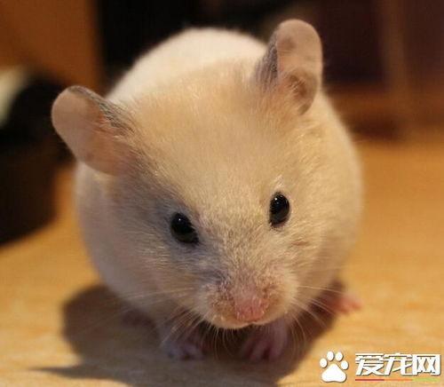 仓鼠皮肤实战爆料视频,实战爆料视频深度解析  第2张