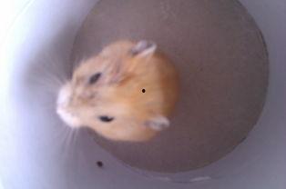 仓鼠皮肤实战爆料视频,实战爆料视频深度解析  第3张