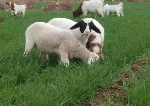 热点爆料羊崽视频,揭开农场养殖黑幕 第2张 热点爆料羊崽视频,揭开农场养殖黑幕 第2张