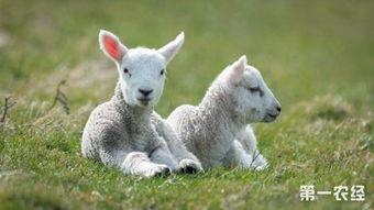 热点爆料羊崽视频,揭开农场养殖黑幕 第3张 热点爆料羊崽视频,揭开农场养殖黑幕 第3张