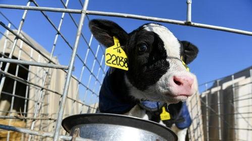 养牛视频热点爆料,热点爆料背后的真实养殖故事